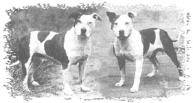 The first two members of their sex to claim championships in England were the bitch, Lady Eve (far left) and the dog, Gentleman Jim (near left) in 1939.