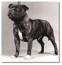 Ch.Boldhart Billie Bunter