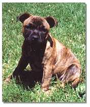 Booker at 8 weeks
