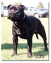 Burlington Bertie