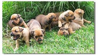 Coco's litter at 5 weeks