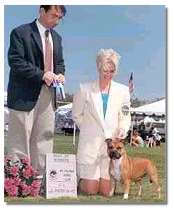USA Ch.Boldhart Red By Design