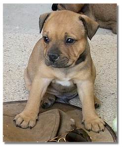 At 5 weeks