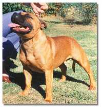 Ch.Landaulad Gorgeous Gussy