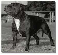 Tootsie
