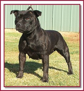 AUST. GR. CH. BOLDHART NELLIE KELLY