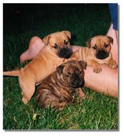 Cuties at 4 weeks