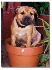 In the flower pot