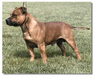 Ch.Dyindy Red Baron