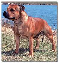 Red Rover