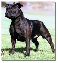 Tabatha
